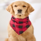 Pet Scarf image number null